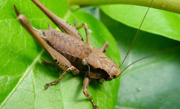 蜥蜴可以吃麵包蟲嗎 蜥蜴可以吃麵包蟲嗎