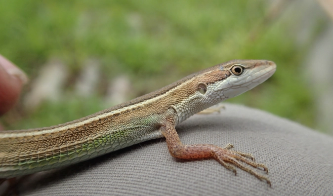 蜥蜴觀察技巧 蜥蜴觀察技巧