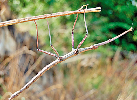 竹節蟲變色 竹節蟲變色