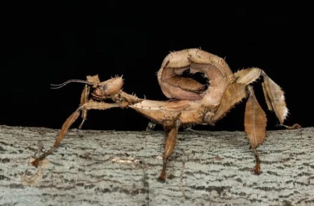 幽靈竹節蟲飼養