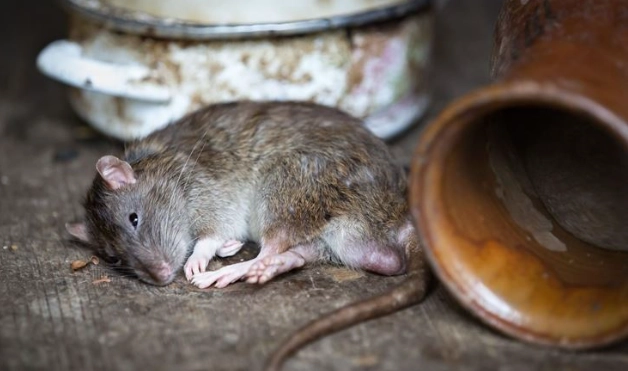 安全移除死老鼠 安全移除死老鼠