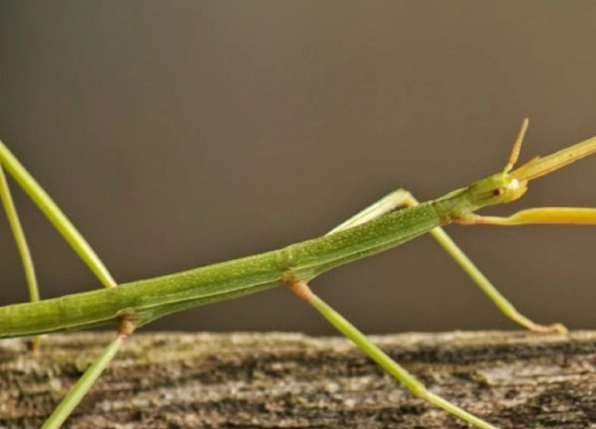 竹節蟲偽裝