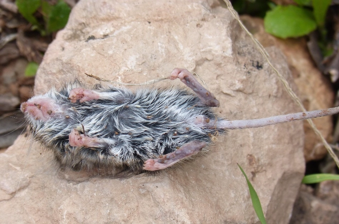 老鼠屍體清潔 老鼠屍體清潔