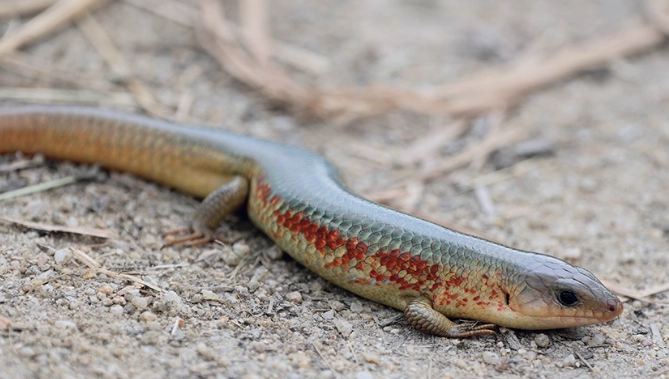 野生蜥蜴生態 野生蜥蜴生態