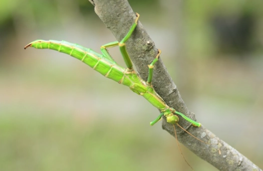 綠椒竹節蟲
