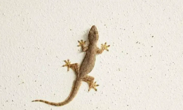 家裡有壁虎怎麼辦 家裡有壁虎怎麼辦