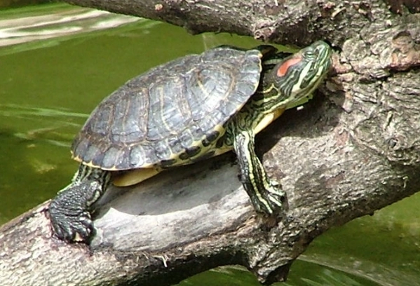 龜缸水深 龜缸水深