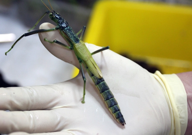 竹節蟲變色 竹節蟲變色