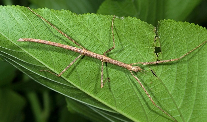 竹節蟲變態過程