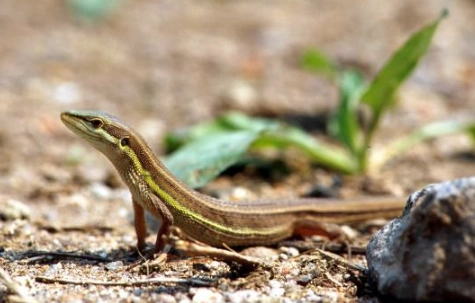 蜥蜴種類