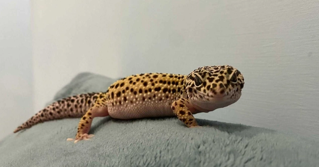 寵物蜥蜴食物 寵物蜥蜴食物