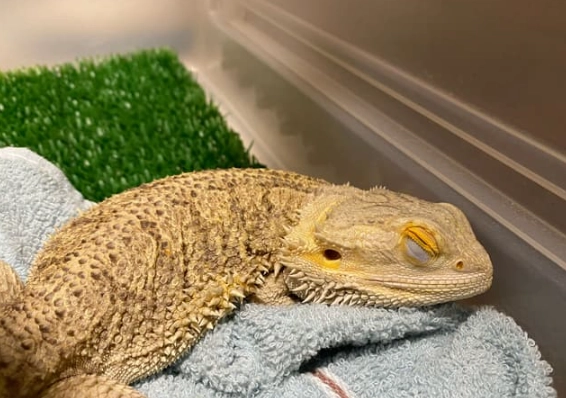 鬆獅蜥發情期徵兆 鬆獅蜥發情期徵兆