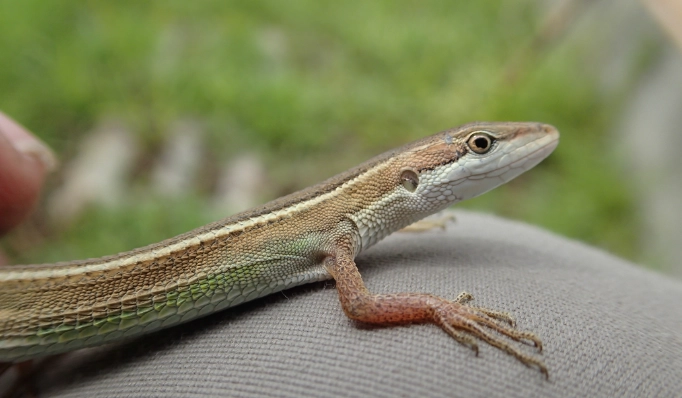蜥蜴吃什麼 蜥蜴吃什麼