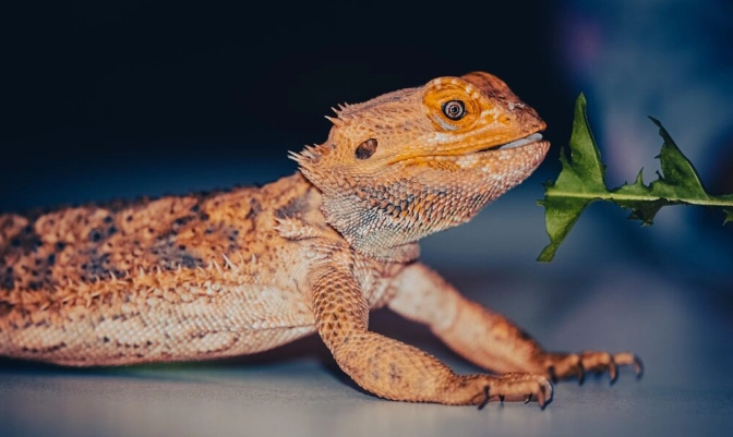 鬆獅蜥繁殖季節 鬆獅蜥繁殖季節
