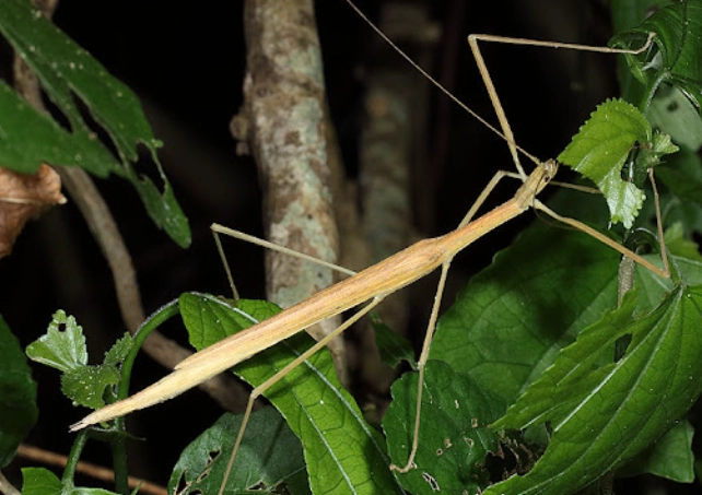竹節蟲飼養顏色 竹節蟲飼養顏色