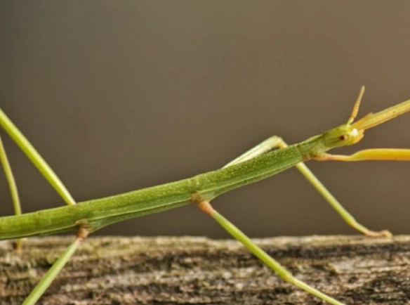 竹節蟲種類