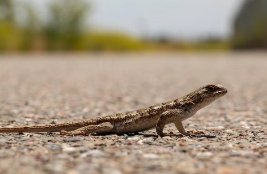 野生蜥蜴生態 野生蜥蜴生態