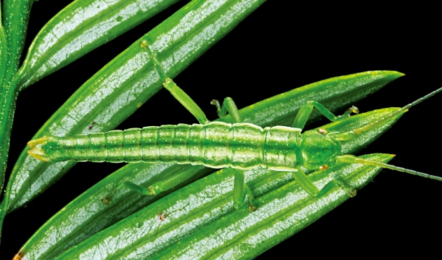 竹節蟲飼養顏色 竹節蟲飼養顏色