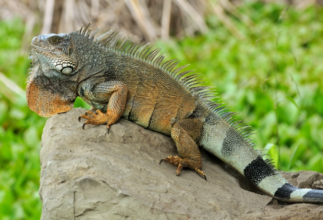 蜥蜴觀察技巧 蜥蜴觀察技巧