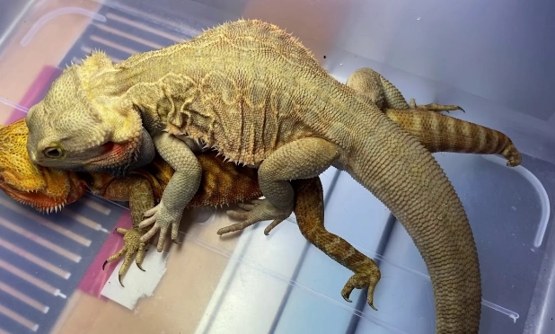 鬆獅蜥幼體照顧