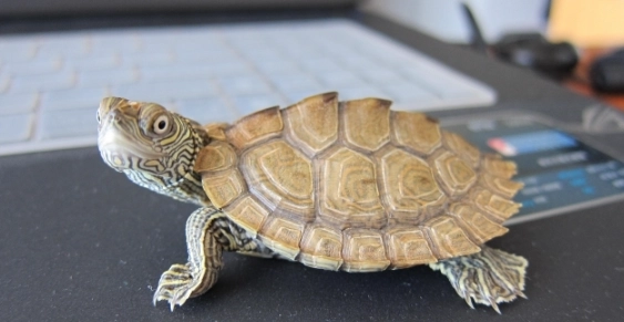 烏龜泡水技巧 烏龜泡水技巧