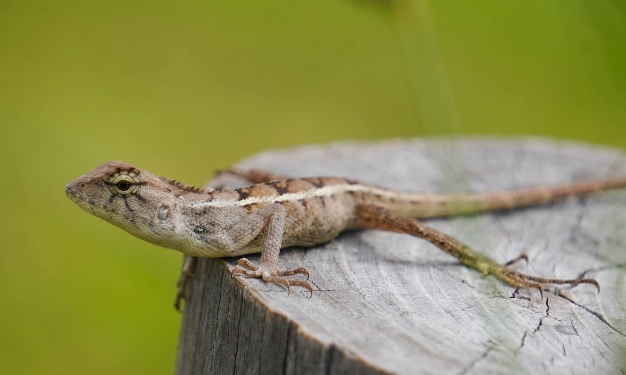 台灣野生蜥蜴 台灣野生蜥蜴