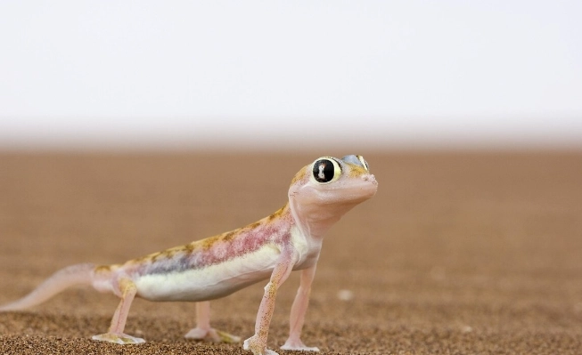 壁虎驅趕方法 壁虎驅趕方法