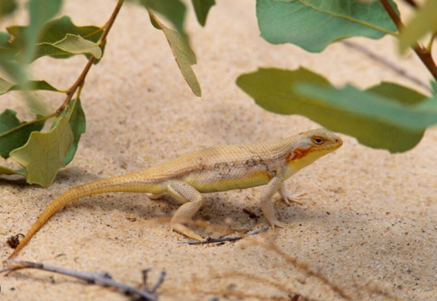 台灣野生蜥蜴 台灣野生蜥蜴