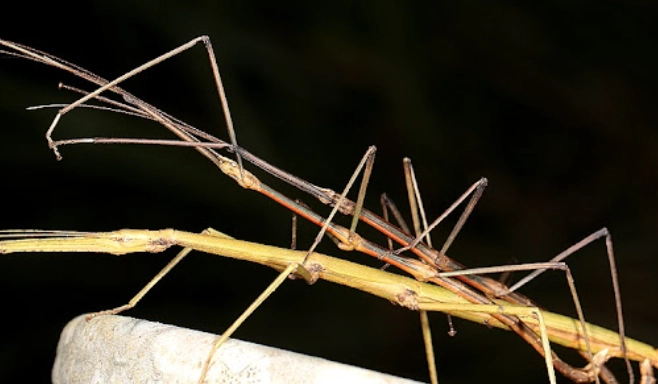 竹節蟲飼養顏色 竹節蟲飼養顏色