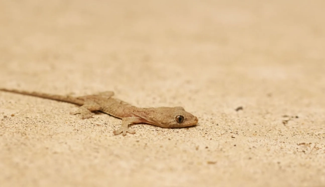 家裡有壁虎怎麼辦 家裡有壁虎怎麼辦