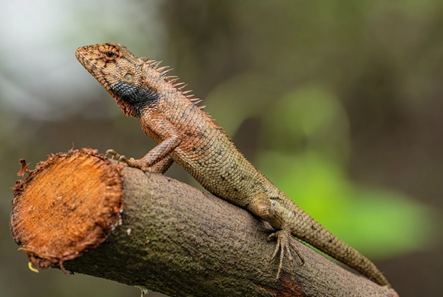 蜥蜴可以吃麵包蟲嗎 蜥蜴可以吃麵包蟲嗎