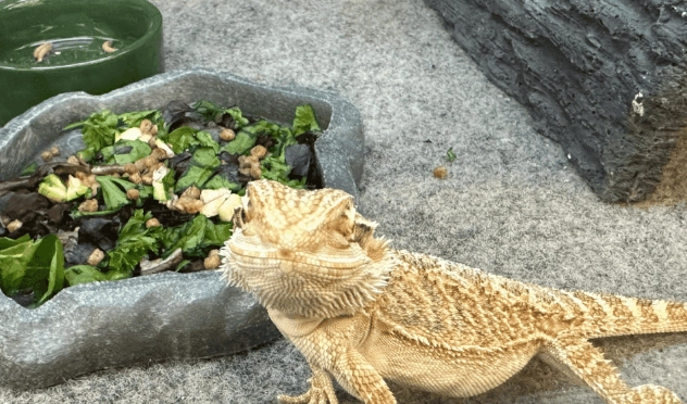 鬆獅蜥發情期照顧 鬆獅蜥發情期照顧