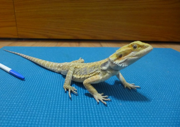 鬆獅蜥繁殖季節 鬆獅蜥繁殖季節