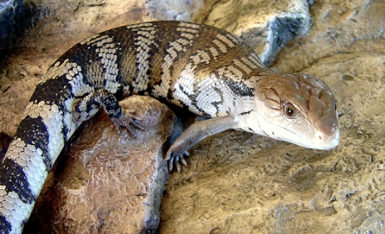 蜥蜴飼養
