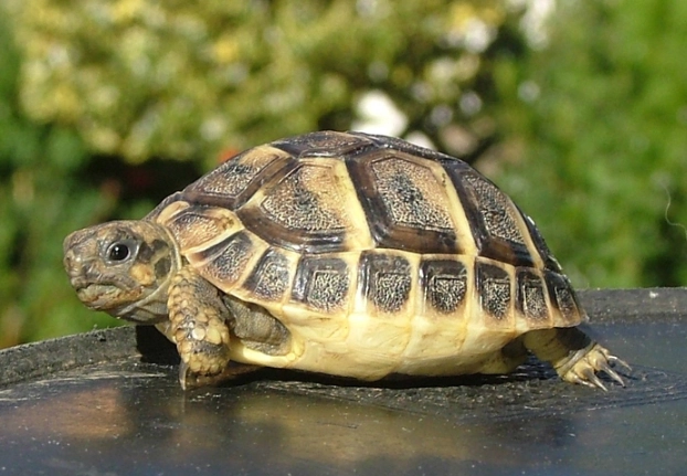 赫曼混養全攻略：新手必學的龜龜共生法則與實戰案例