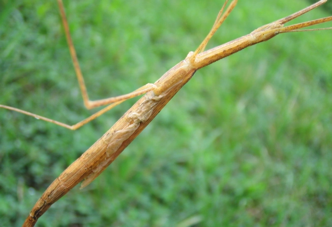棉桿竹節蟲成長階段 棉桿竹節蟲成長階段