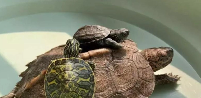 混養注意事項 混養注意事項