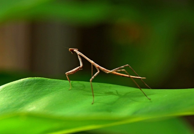 棉桿竹節蟲成長階段 棉桿竹節蟲成長階段