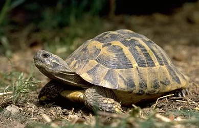 赫曼原生環境全攻略：景點、交通、貼士一次掌握