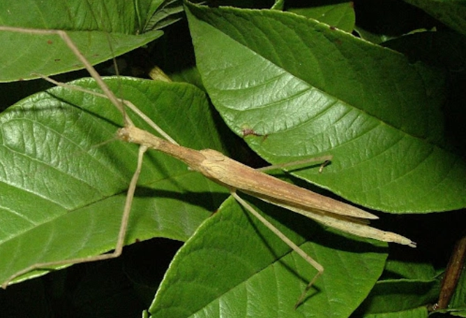 棉桿竹節蟲成長階段 棉桿竹節蟲成長階段