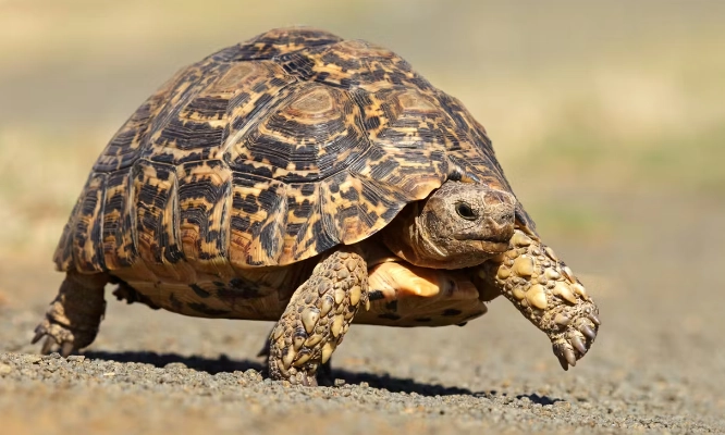 歐洲陸龜性別鑑定