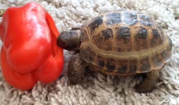 水龜食物 水龜食物