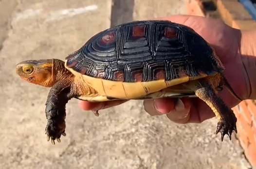赤玉土 使用 赤玉土 使用