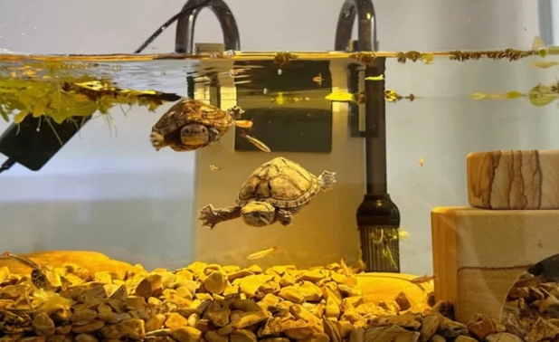 烏龜混養 烏龜混養