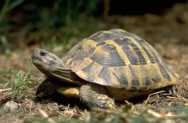 赫曼陸龜飲食 赫曼陸龜飲食