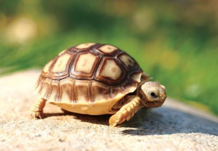 歐洲陸龜性別鑑定