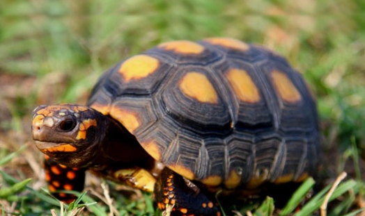 赤玉土 陸龜 赤玉土 陸龜