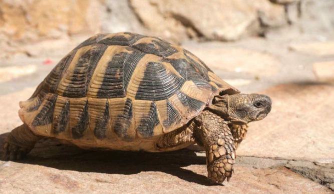 賀曼陸龜哪裡買