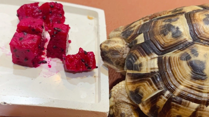 赫曼陸龜水果 赫曼陸龜水果