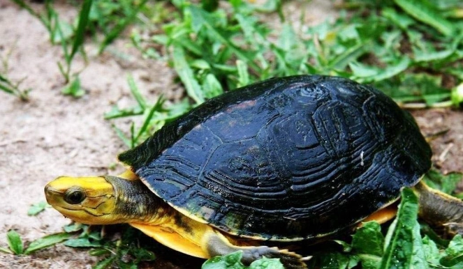 烏龜吃什麼蔬菜 烏龜吃什麼蔬菜